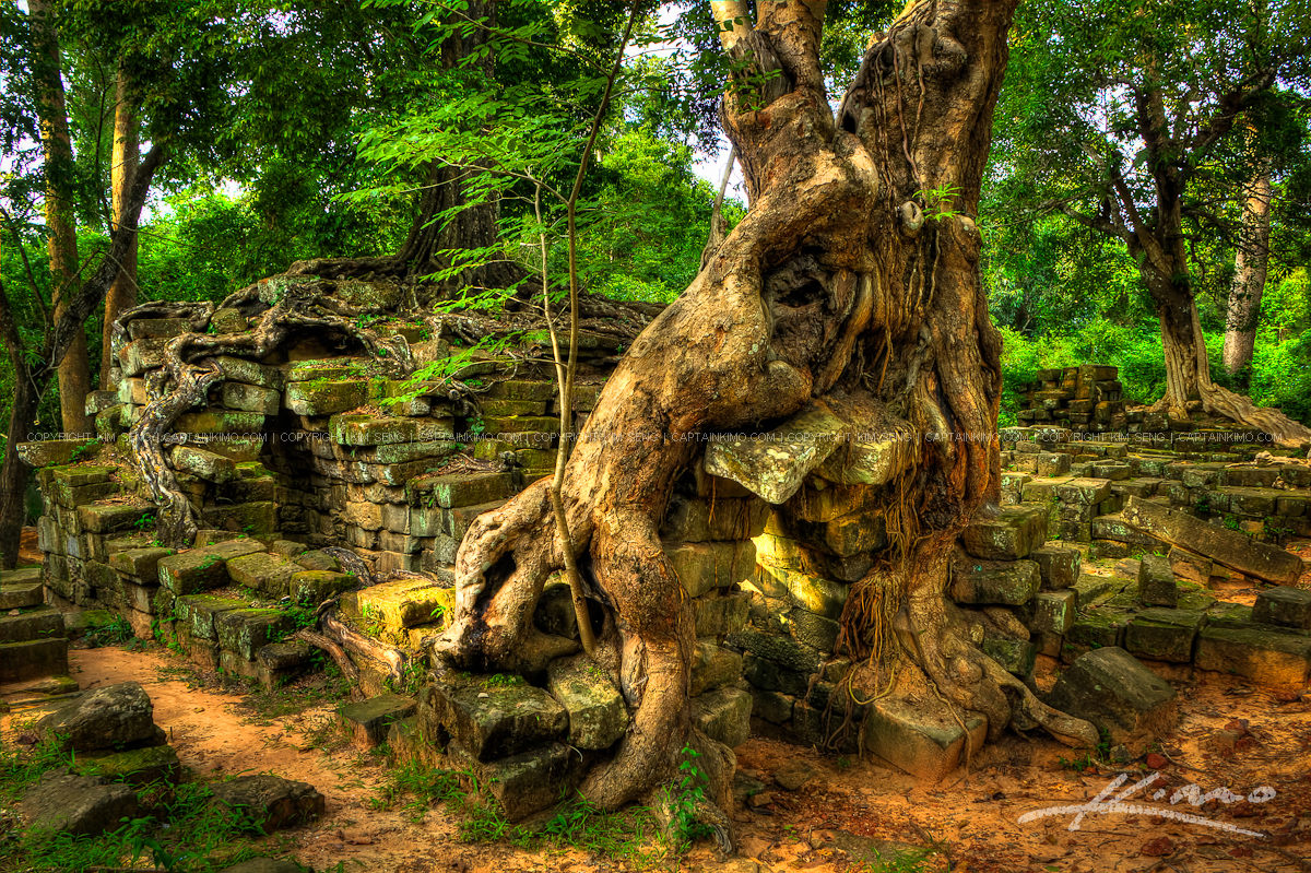 Over Grown Trees on Old Temple Ruins Cambodia