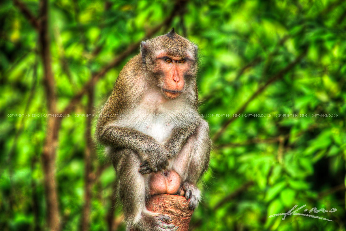 Grumpy Monkey on Stump from Kampong Som Cambodia