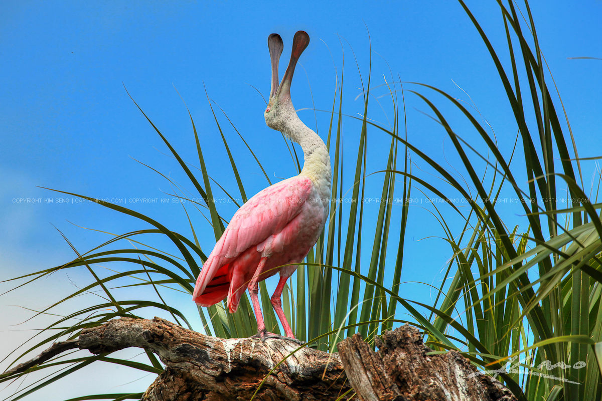 Bright Pink Spoonbill from St Augustine Florida