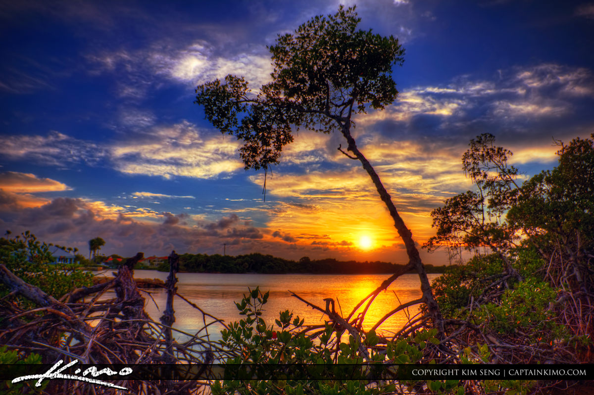 Jupiter Florida Sunset Mangrove at Intracoastal