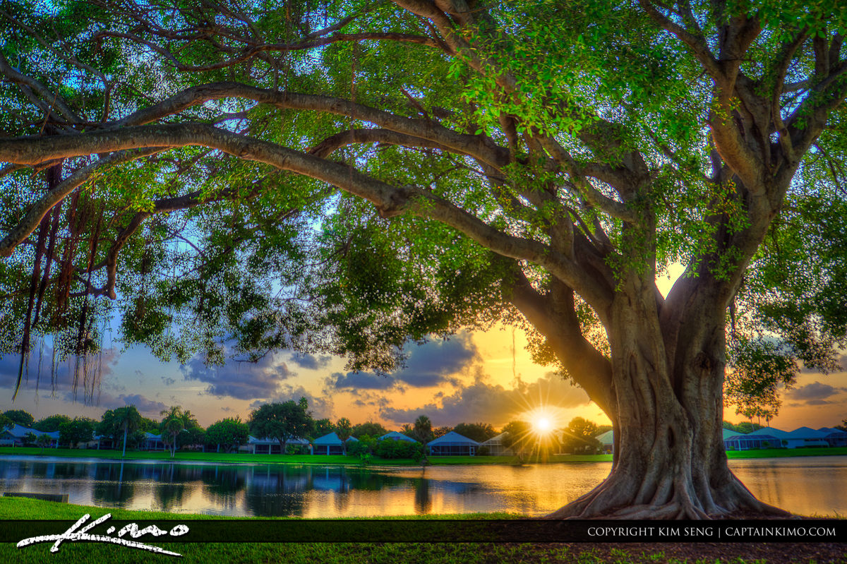 Sunset Under Banyan Tree at Lake PBG Florida