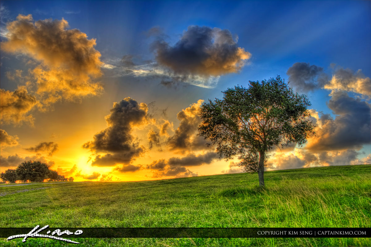 Tree on Hill at Sunset Dyer Park West Palm Beach Florida