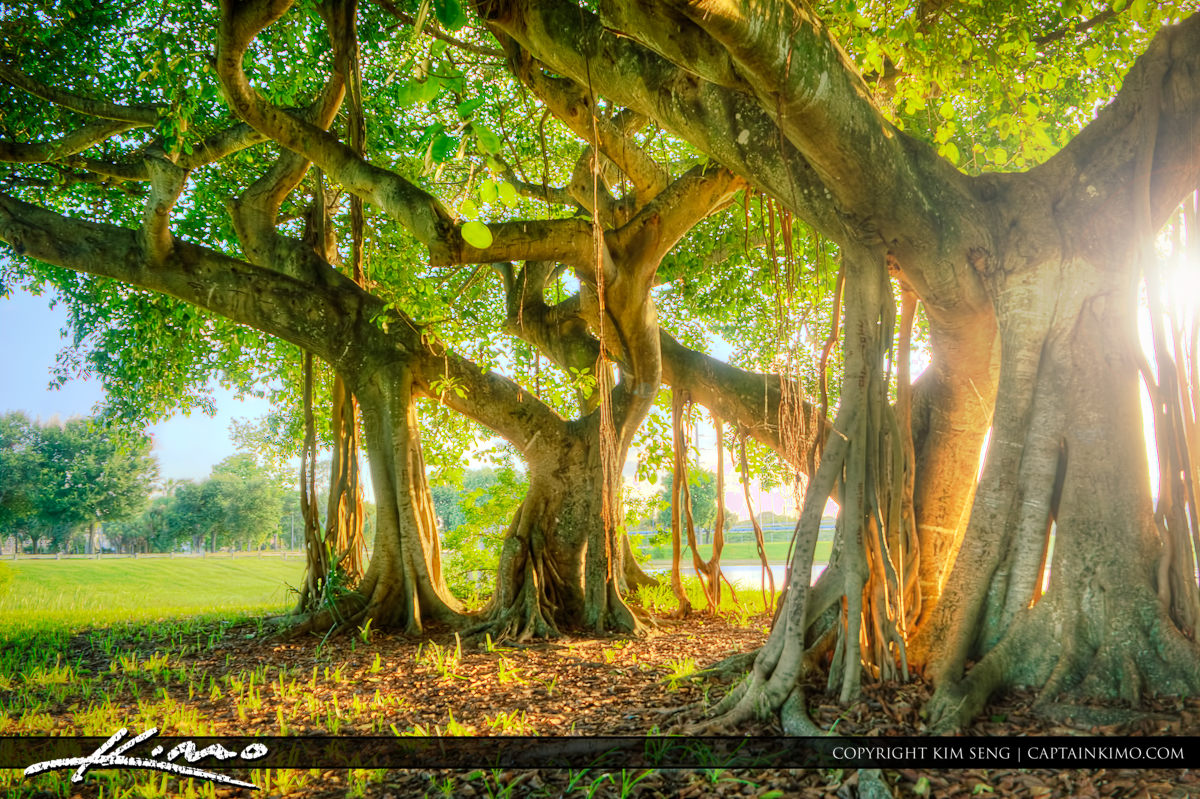 Banyan Tree at Dreher Park West Palm Beach
