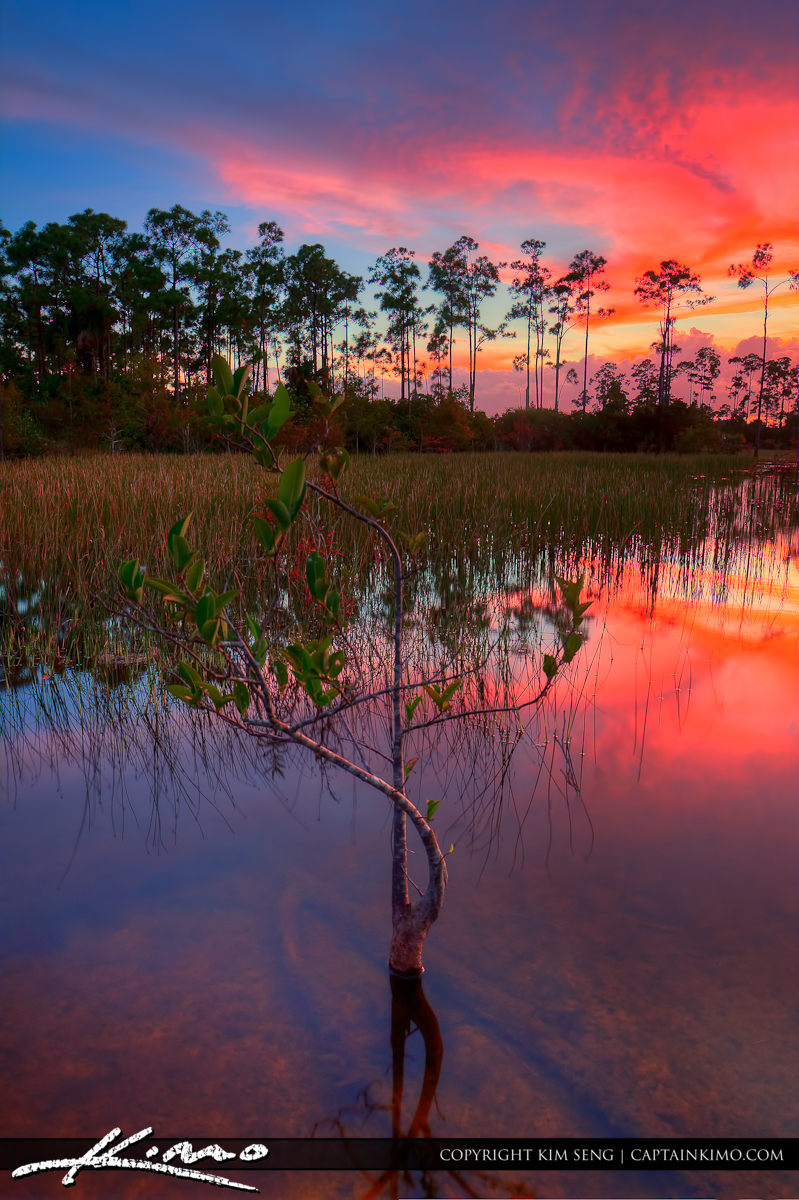 Pink Sunset at Marsh Palm Beach Gardens Florida