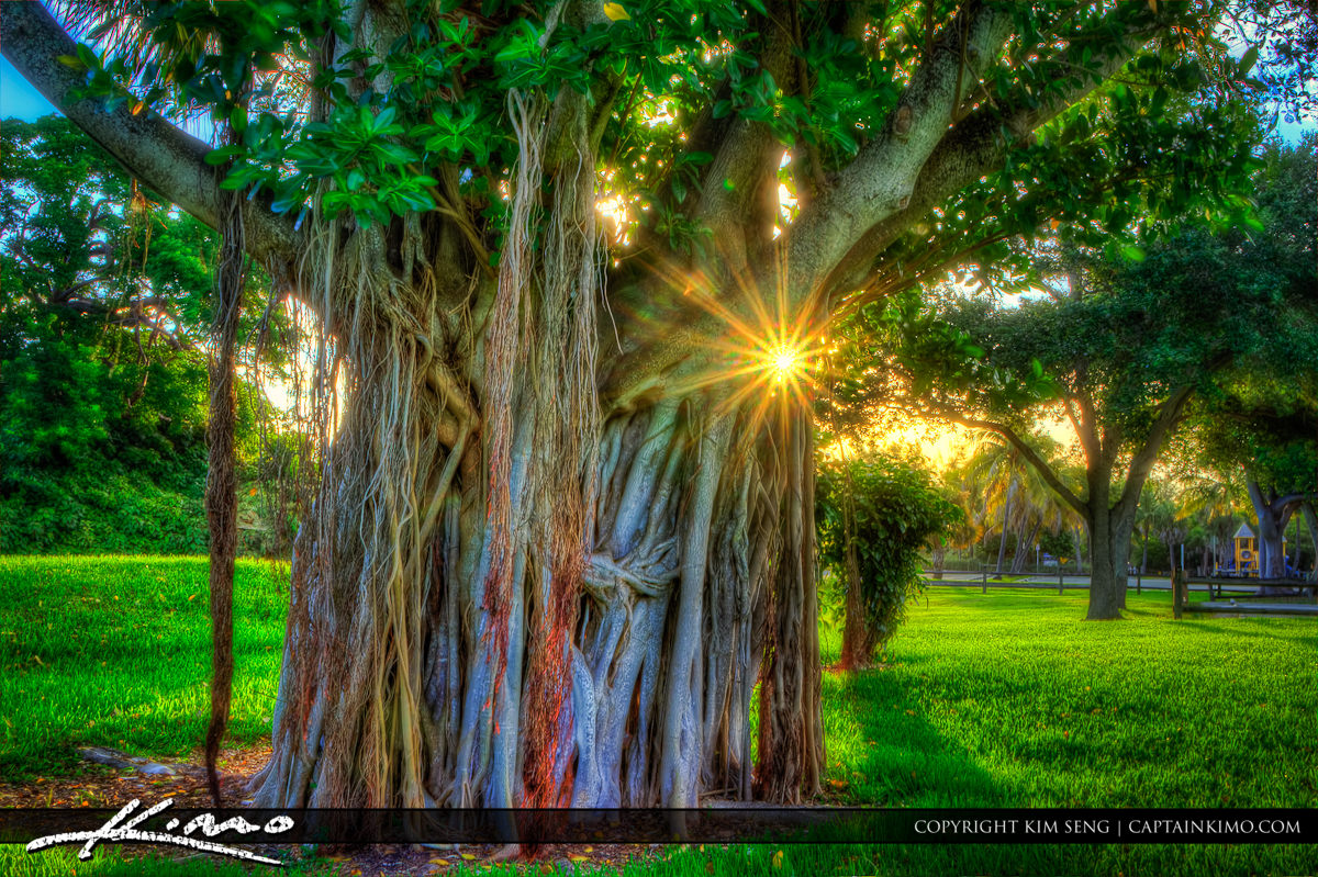 Banyan Tree at Dubois Park Jupiter Florida