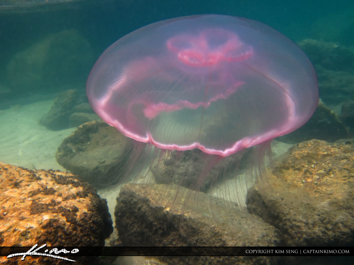 Jellyfish at Jupiter Island Waterway Florida Snorkeling