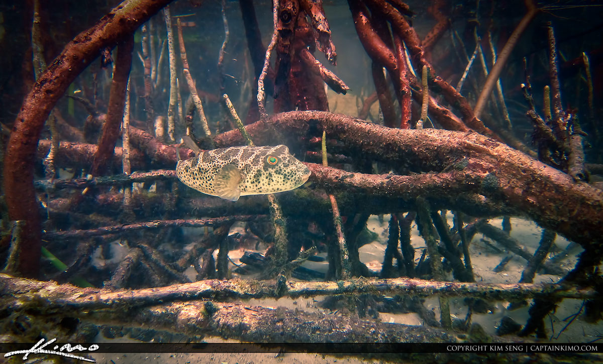 Puffer Fish in Mangrove Roots Underwater Snorkeling Florida