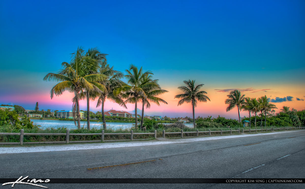 Coconut Trees on Road Jupiter Island Florida