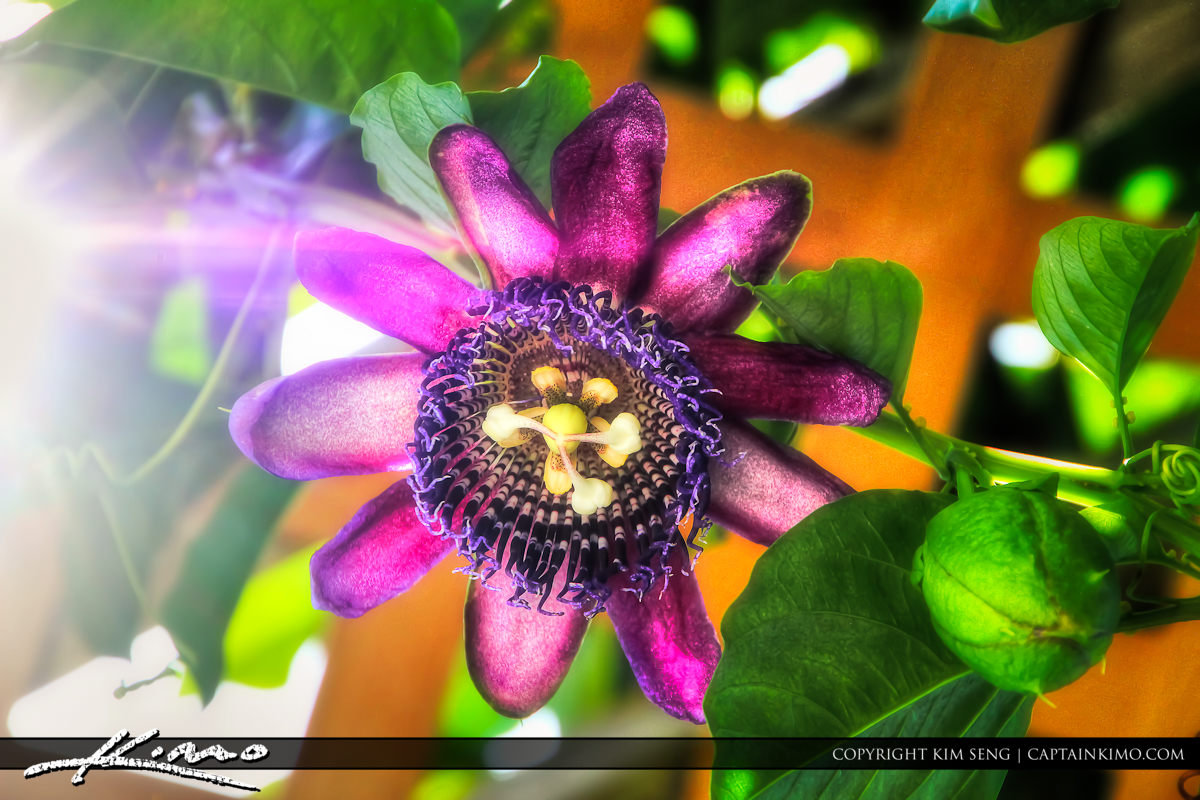 Purple Passion Flower Hanging from Vine