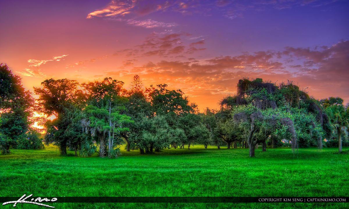 Magic Forest Colorful Grass Jupiter Florida
