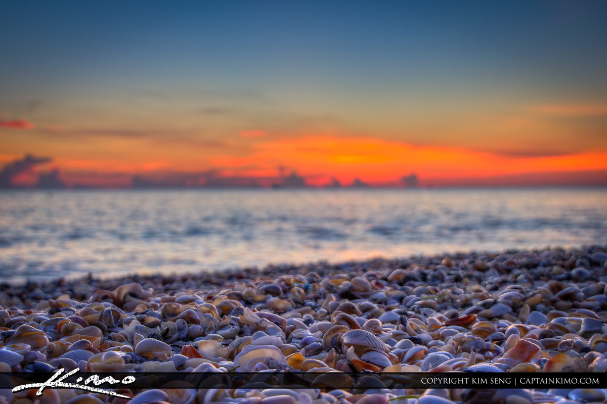 Shells at Beach Jupiter Island Florida