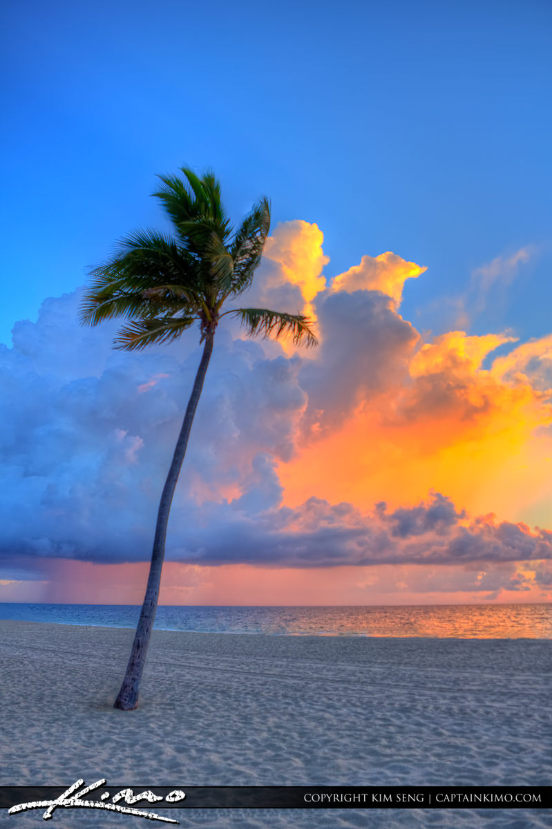 Fort Lauderdale Beach Park Sunrise Coconut Tree