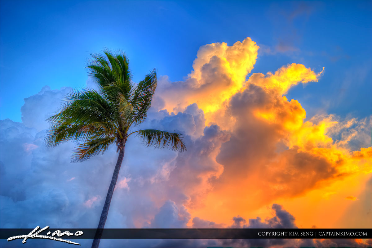 Coconut Tree at Fort Lauderdale Beach Park Sunrise