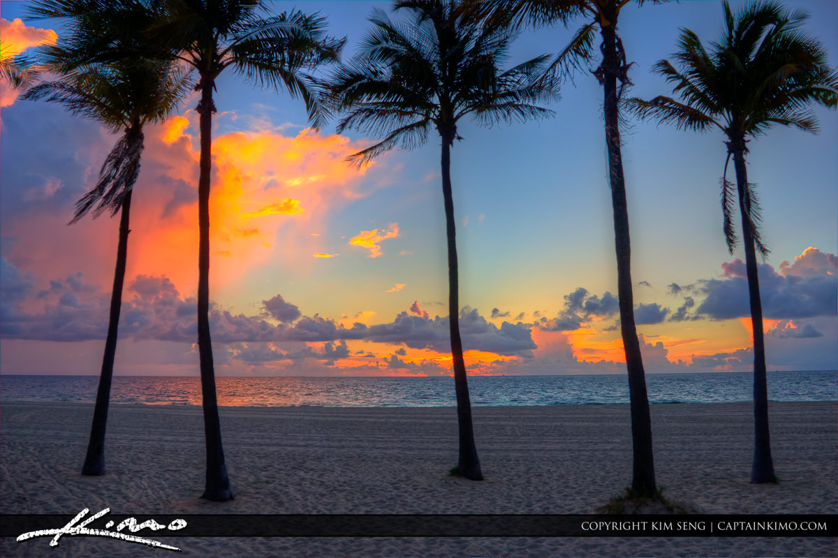 Palm Tree Sunrise Fort Lauderdale Beach
