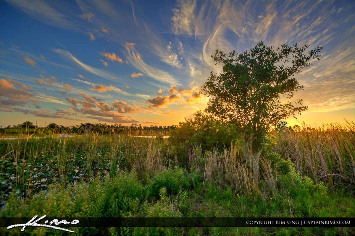 Florida Swamp Lands During Sunset