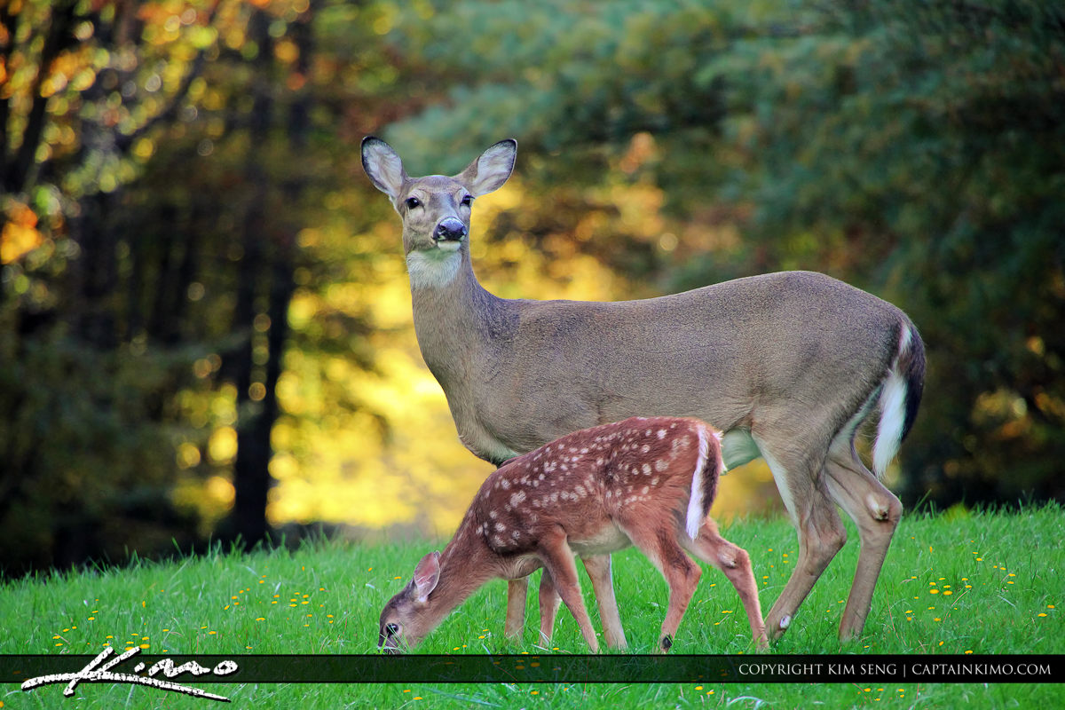 Mother Deer and Baby Fawn at Blue Ridge Parkway