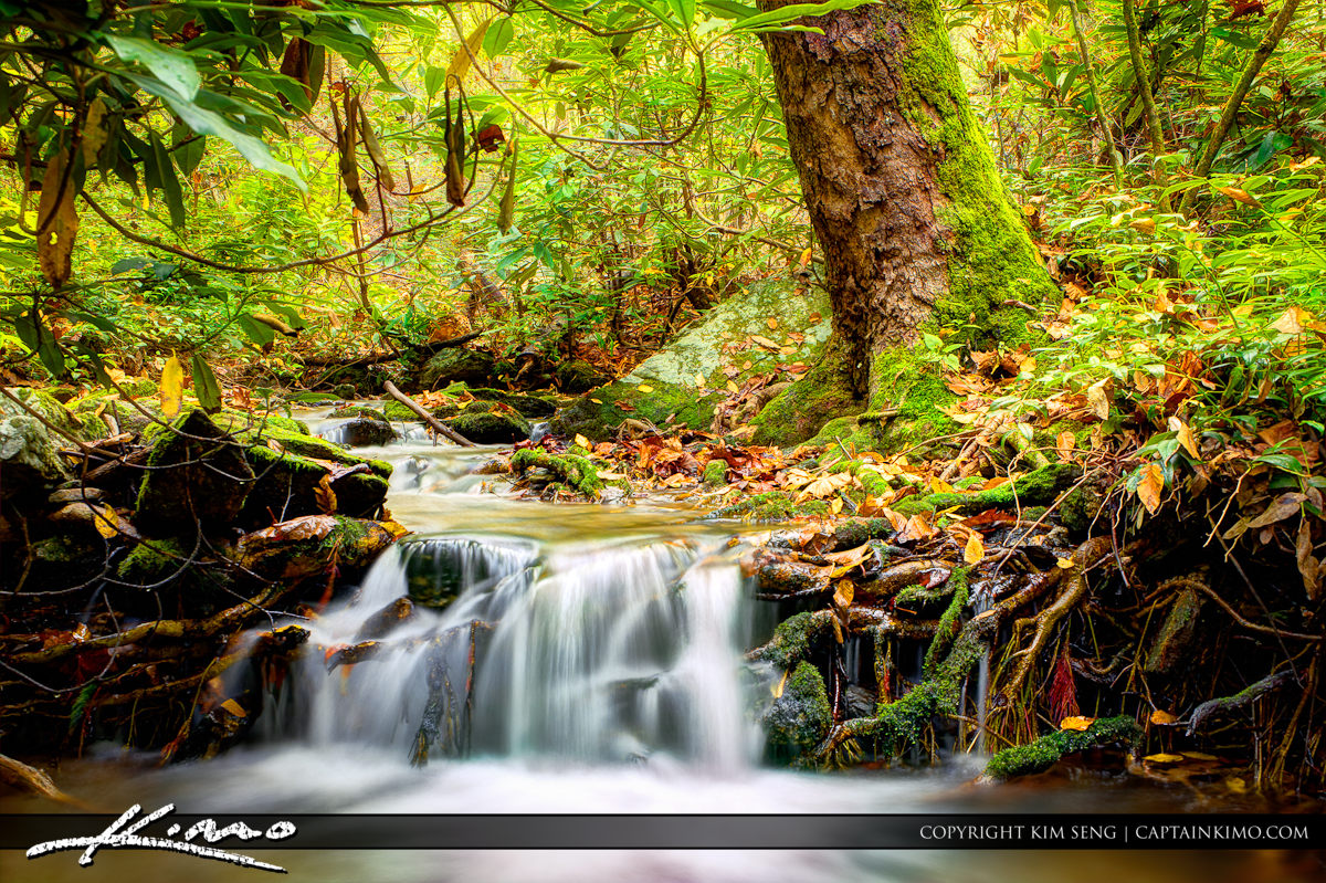 Jungle of North Carolina at Creek with Small Waterfall