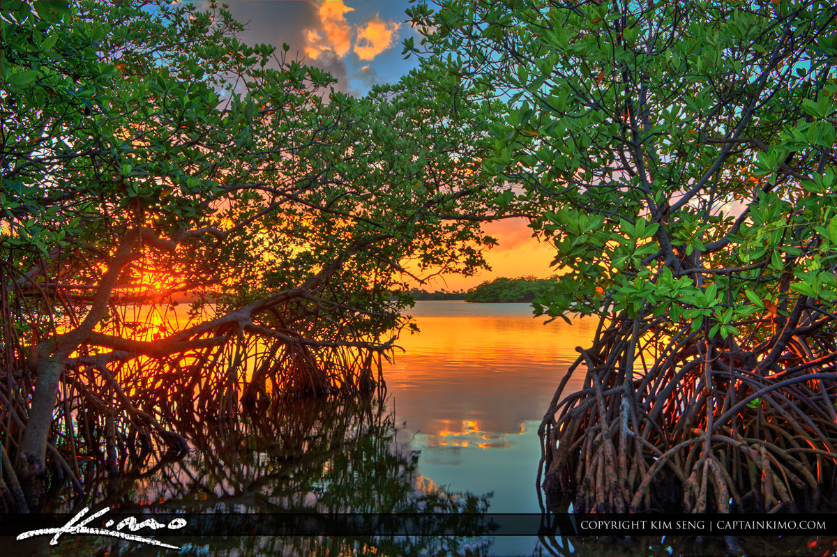 Sunset Through Mangrove Tree Singer Island Florida