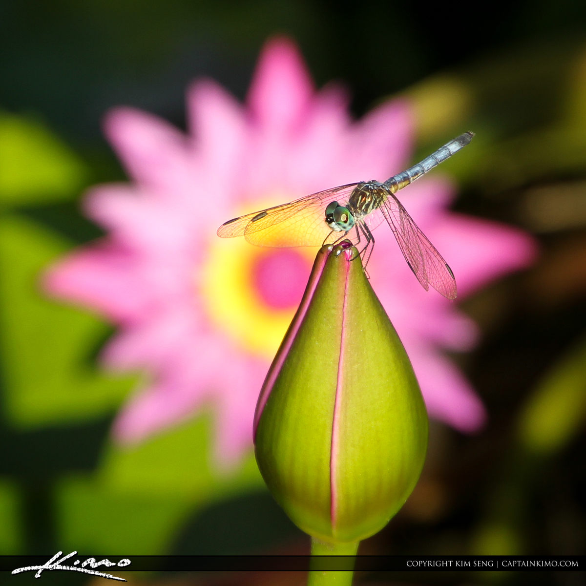 Dragonfly on Pink Lily Bud with Flower in Background