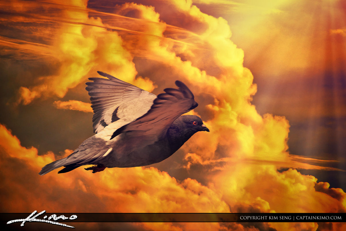 Pigeon Columbidae Bird Flying in Cloud Sky