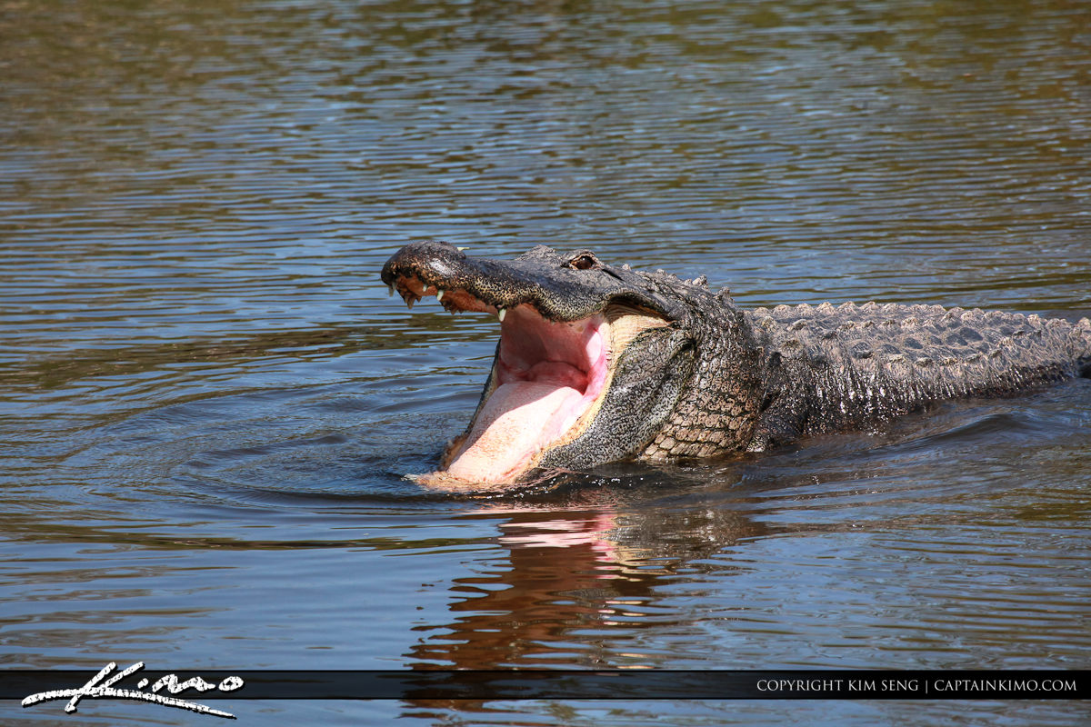 Gator with Mouth Open in the Water