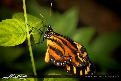 wpid22507-Butterfly-Orange-on-Leaf.jpg