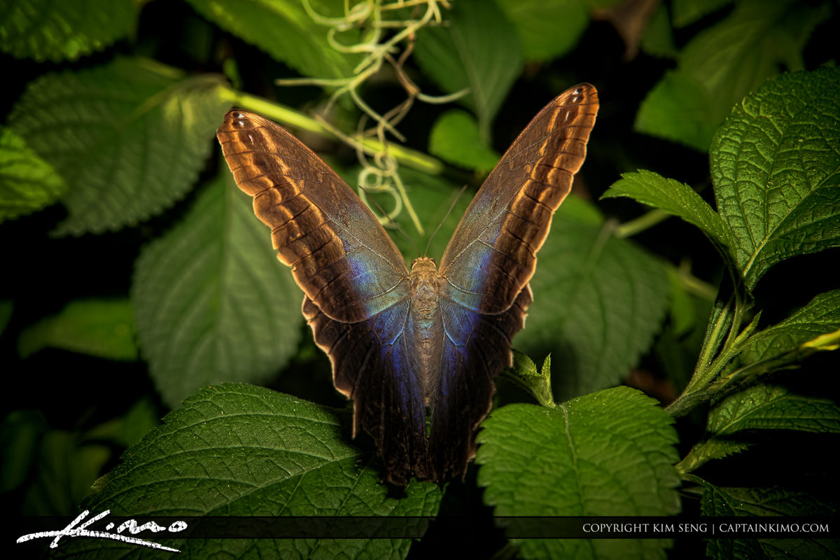 Beautiful Wing Butterfly Image Perched on Leaf