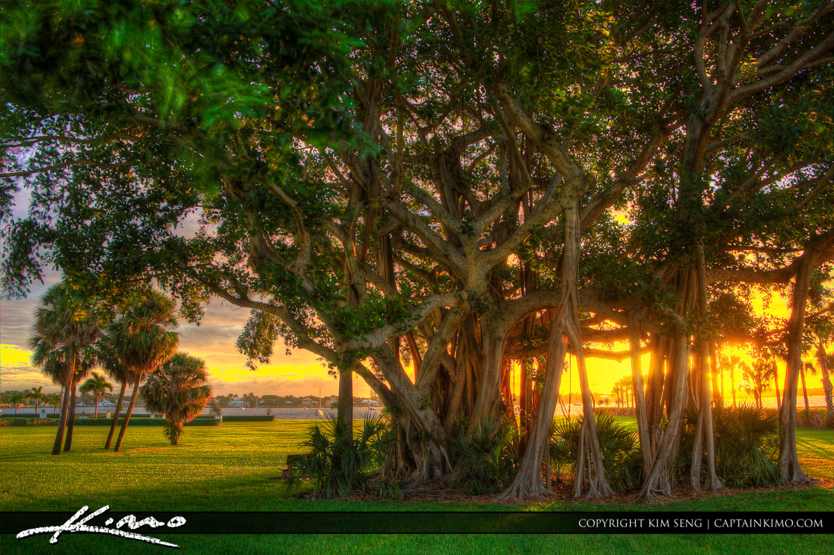 Banyan Tree Palm Beach County Florida