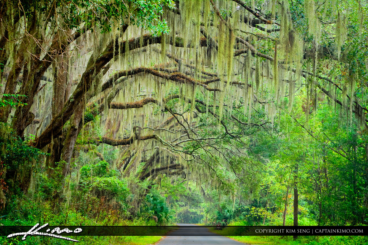 Gainesville Florida Dirt Road Spanish Moss Oak Tree