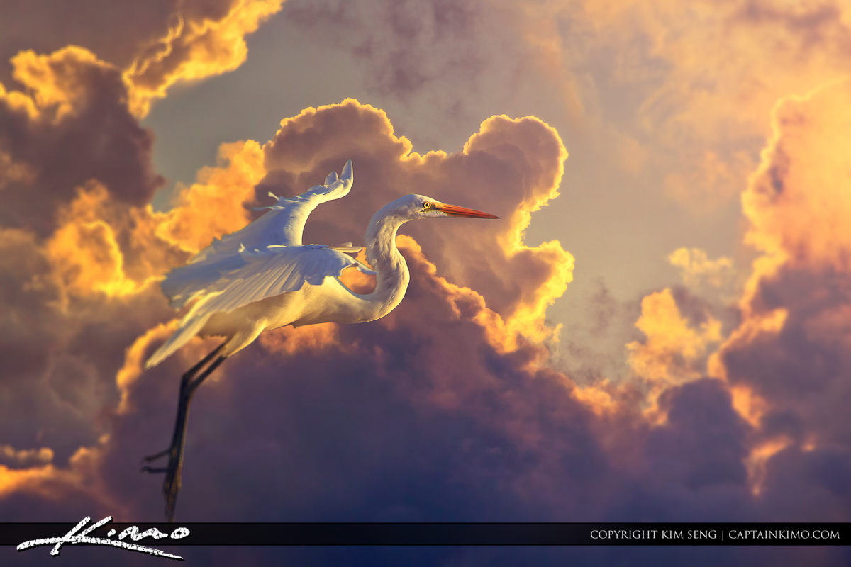 White Egret Inflight Pastel Clouds Background