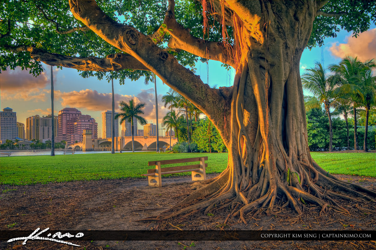 Palm Beach Island Banyan Tree at Park