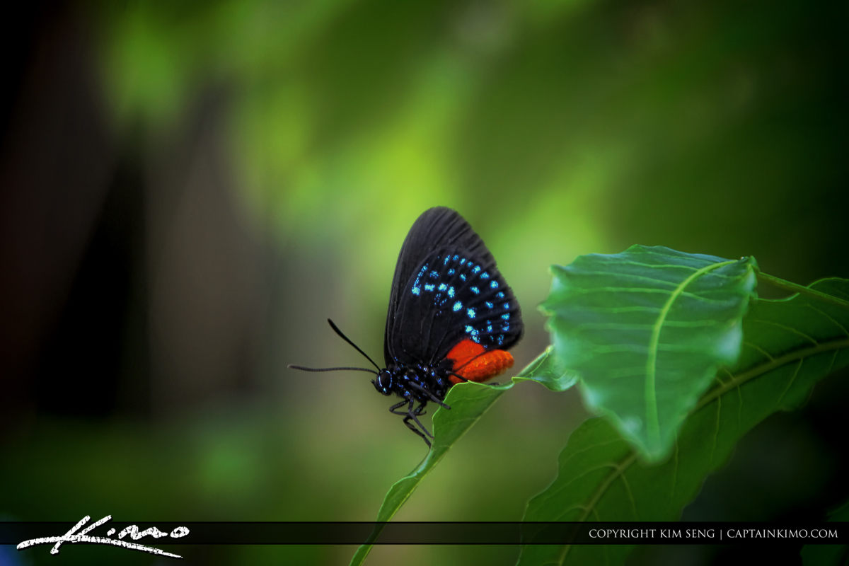 Atala butterfly perched on leaf from backyard