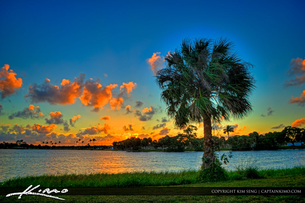 Cabbage palm at sunset at Lake Osborne Lake Worth Florida