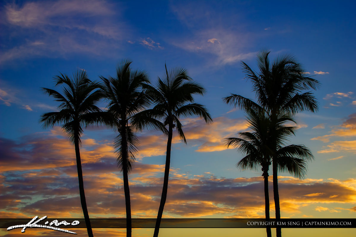 Coconut Palm Tree Silhouette Florida