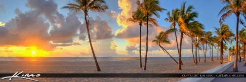 Photo of Coconut Trees in Fort Lauderdale Beach