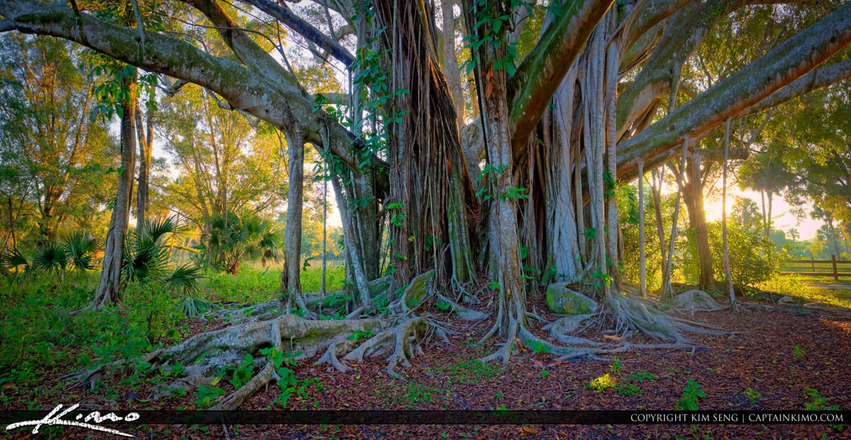 Large Banyan tree with beautiful roots