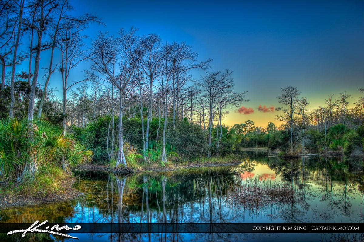 Winter in Florida Bald Cypress Tree Riverbend Park