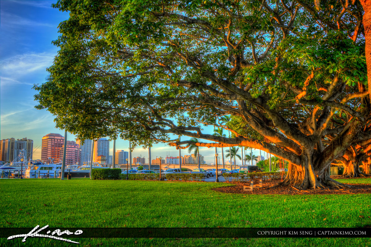 Large Banyan Tree at Palm Beach Island Marina