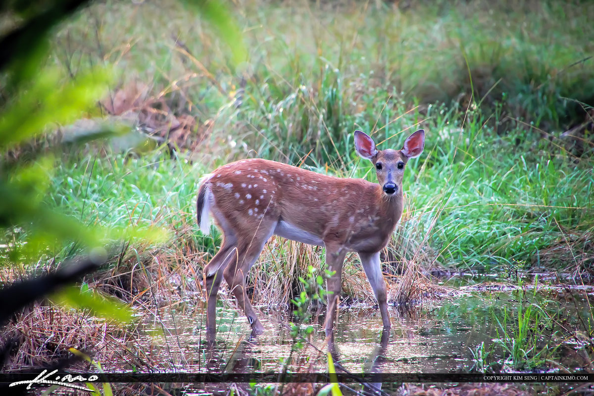 Deer at Swampy Marsh in Riverbend Park Jupiter Florida