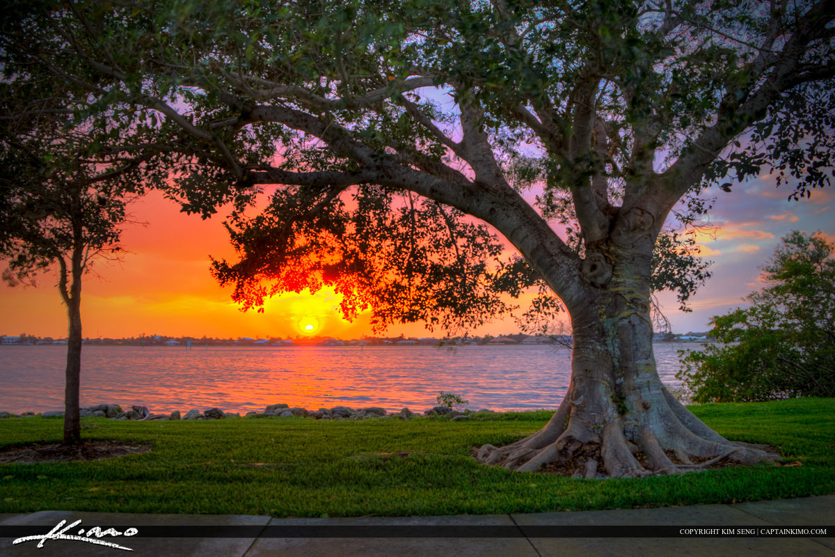 Fig Tree at Park During Sunset Vero Beach Florida Indian River