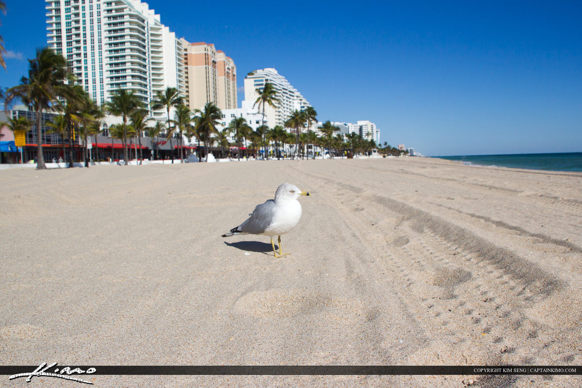 Fort Lauderdale Seagull at Beach