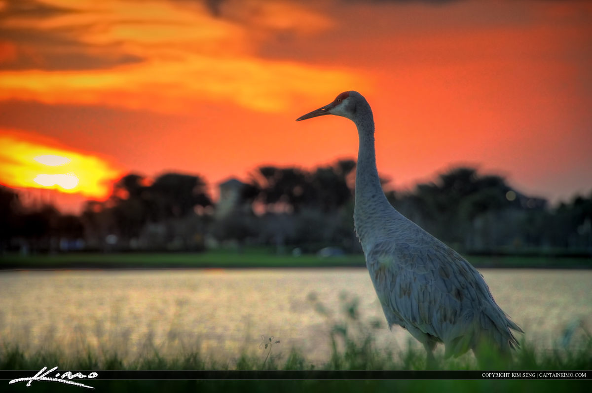 HDR Photography Image of Sandhill Crane Port St Lucie