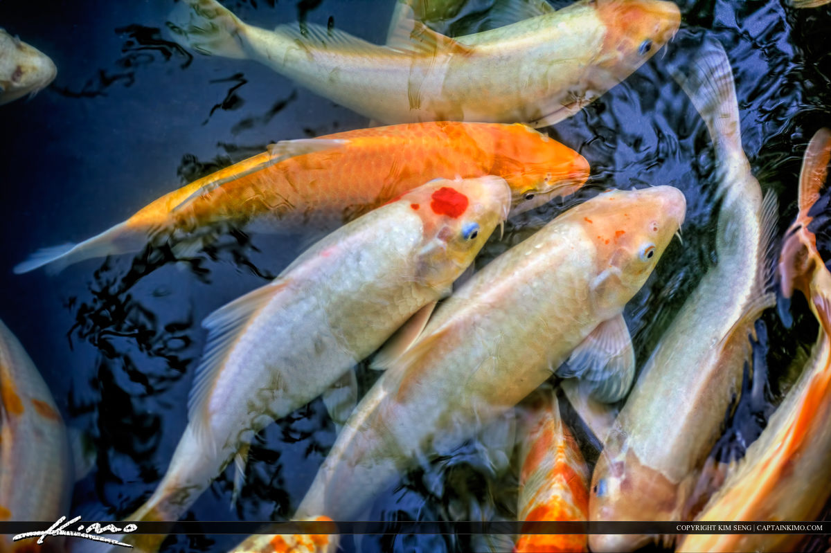 Koi Fish Golden Carp in Pond