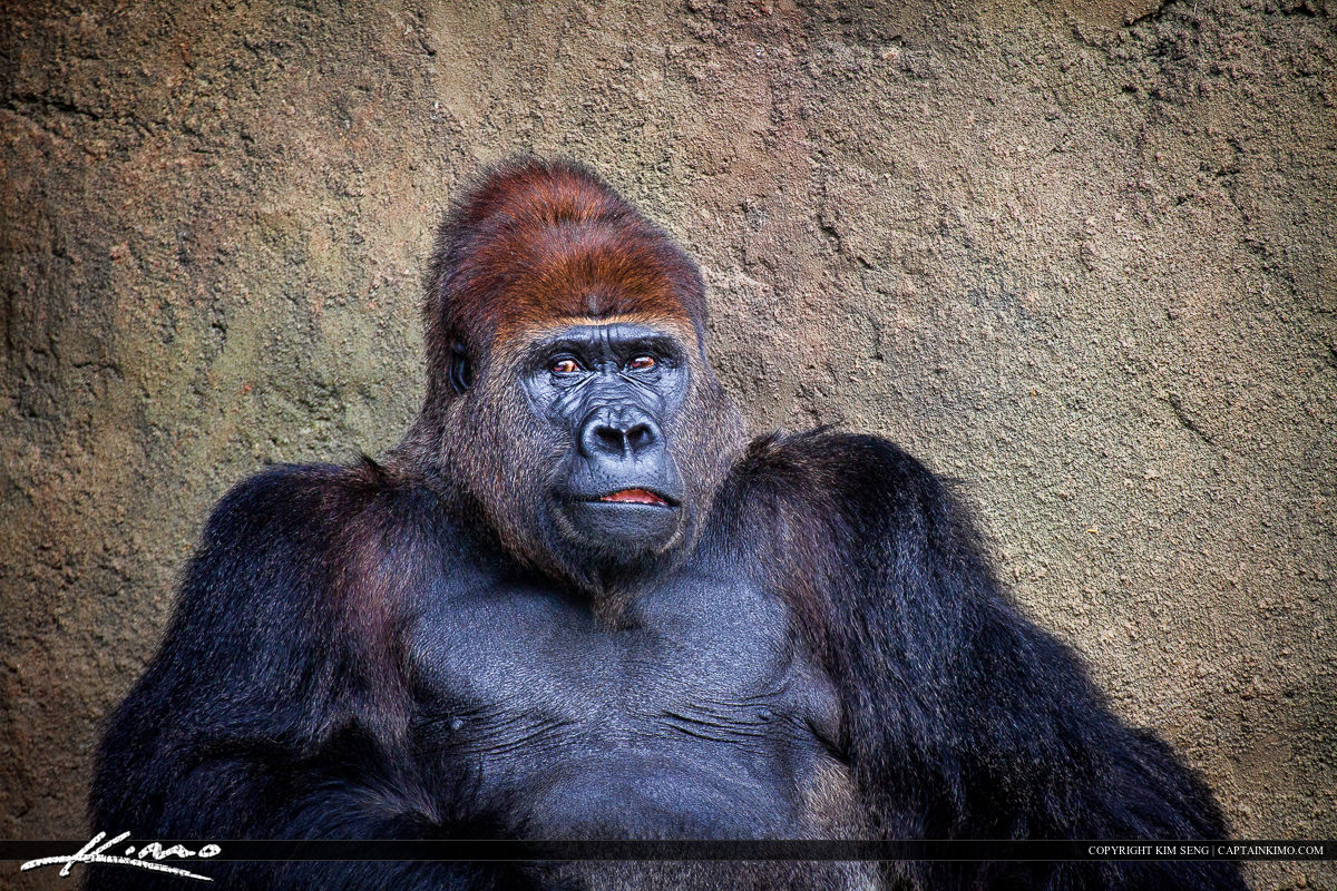 Male Silverback Gorilla Tribe Leader