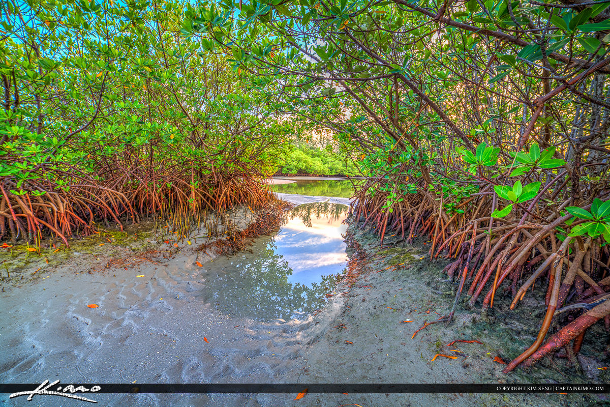 Mangrove Tree on Sandbar in Jupiter Florida