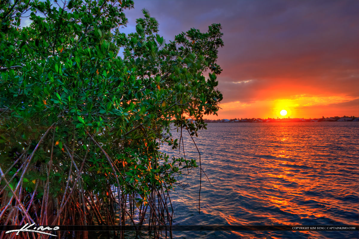 Mangrove at Indian River Lagoon Sunset Vero Beach Florida