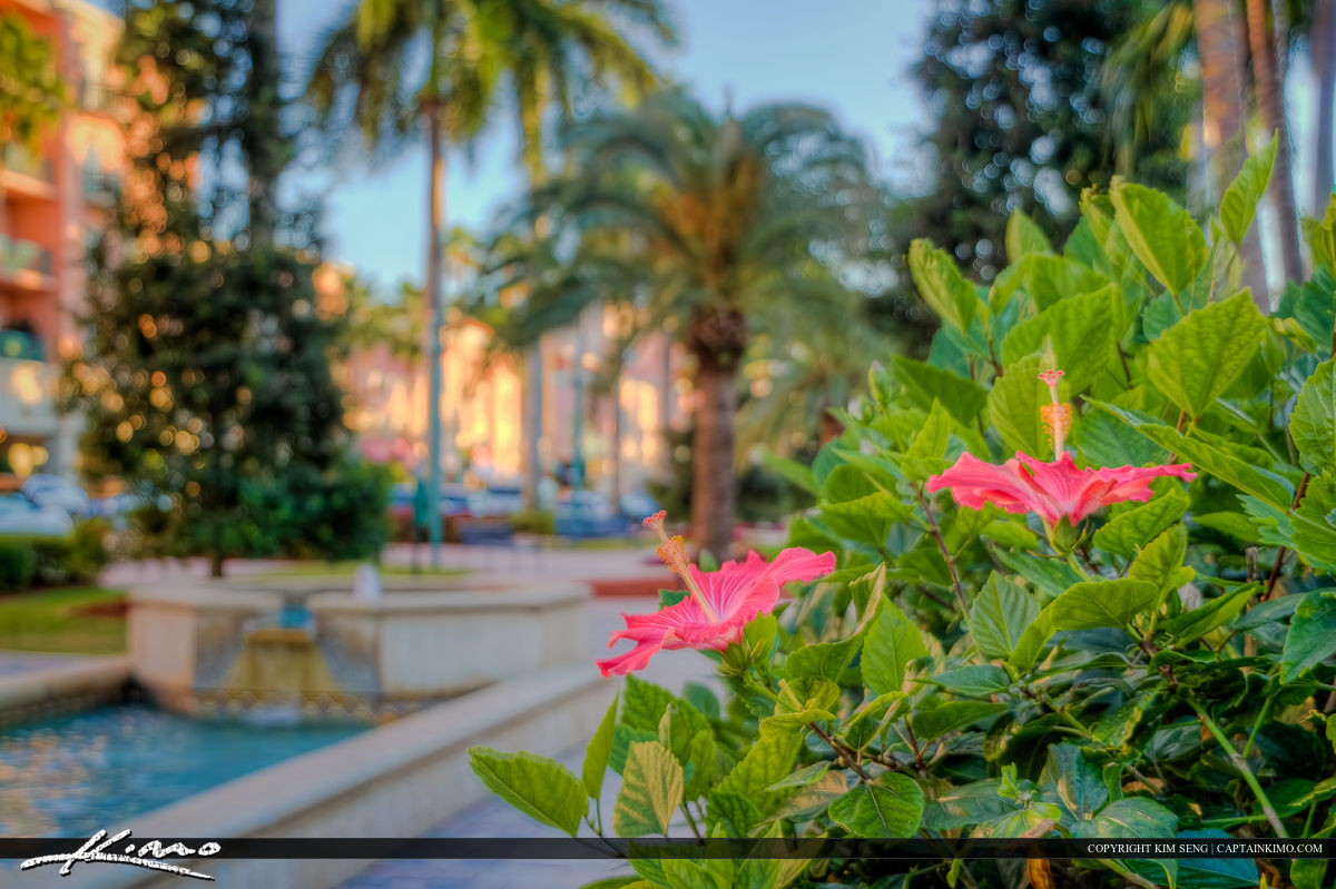Mizner Park Hibiscus Flower Boca Raton City Downtown