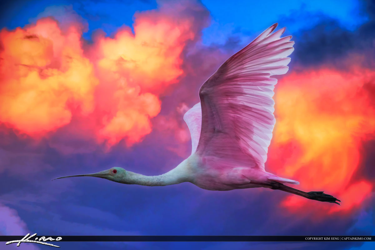 Spoonbill Flying Through Pink Sky