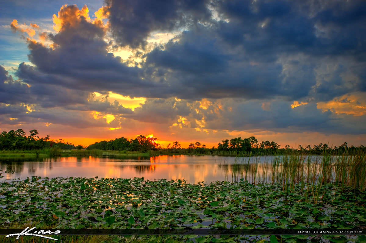 Sunset at the Lake with Lilypads Jupiter Florida