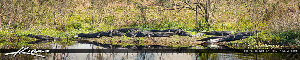 Alligators Sunbathing at Paynes Prairie Gainesville Florida Pano
